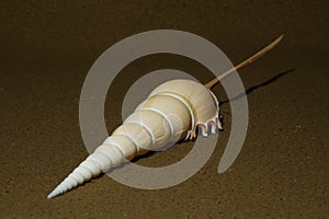 Closeup view of Tibia fusus