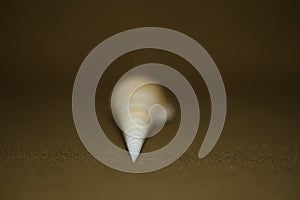 Closeup view of Tibia fusus