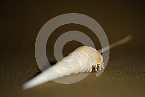 Closeup view of Tibia fusus