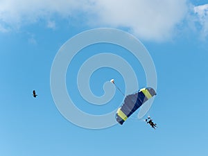 Closeup view to the sky divers and flying bird in the blue sky. Extreme parachute sport activity in Skydive Dubai