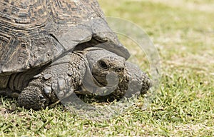 Closeup view of a tortoise walking on lush green grass