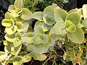 closeup view of Trachyspermum ammi or ajwain plant