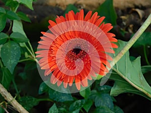 Closeup view of transvaal daisy flower