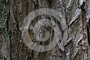 Closeup view of tree bark texture with crevices on it