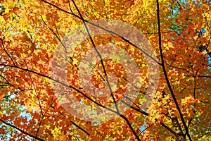 closeup view on a tree branches with bright, vibrant colorful leaves on sunny autumn day