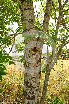 Closeup view of a tree trunk in a forest or rural countryside outdoors. Scenic landscape with wooden texture of old bark