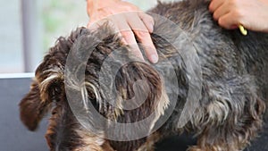 Closeup view of the trimming of the spin of the dog