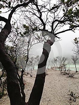 Closeup view of trunk of trees at recreation place known as Kawah Putih, a volcanic crater of Mount Patuha Indonesia