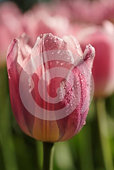 Closeup view of tulip flower covered by water drops against a flowerbed