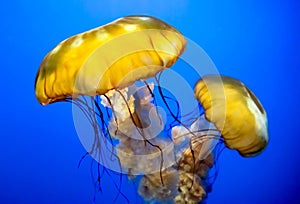 Closeup view of two backlit yellow jellyfish