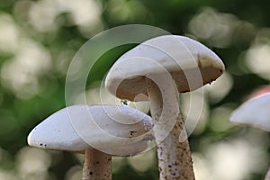 Closeup view of two organic edible mushrooms, water droops and bokhe background