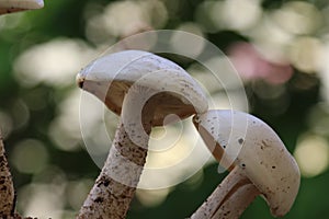 Closeup view of two organic edible mushrooms, water droops and bokhe background