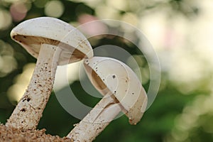Closeup view of two organic edible mushrooms, water droops and bokhe background