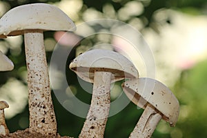 Closeup view of two organic edible mushrooms, water droops and bokhe background