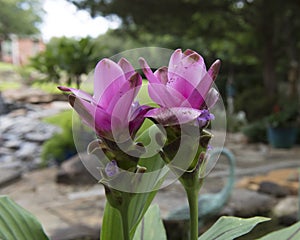 Closeup view of two Siam Tulip blooms