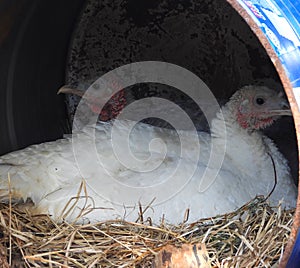 Closeup view of two turkey hens sitting on their eggs