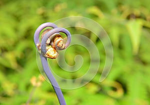 Closeup view of the uluhe fern Dicranopteris linearis in the Big Island of Hawaii photo