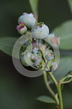 Closeup View of Un-Ripened Blueberries
