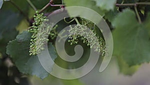 Closeup view of an underdeveloped green grapes growing on a vineyard