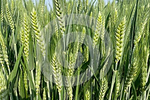 A closeup view of unripe wheat ears growing in spring field