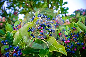 Closeup view of Viburnum Nudum for background use photo