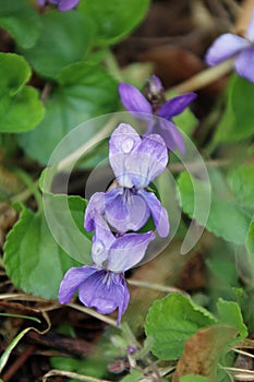 A closeup view of Viola epipsila flowers with raindrops on their petals