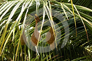 Closeup view of weaver bird isolated on nest