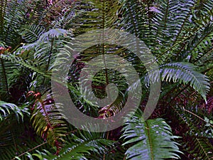 Closeup view of western swordfern (Polystichum munitum) with green leaves in rainforest at Cathedral Grove, Canada. photo