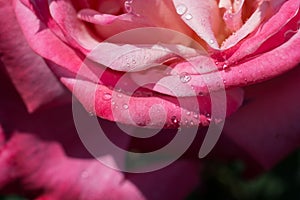 Closeup view of the wet petals of a pink rose on a sunny day