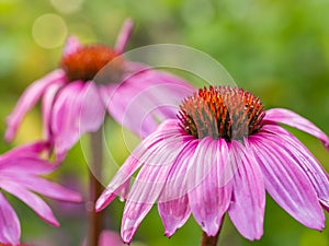 Closeup view of wet, pink coneflower