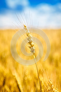 Closeup view of wheat ear