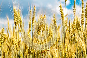 Closeup view of wheat ear