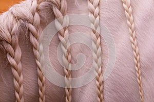 Closeup view at white-beige horse mane