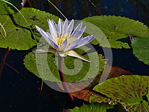 Closeup view of white blooming water lily with round green leaves floating on the water of Kwando River in Bwabwata National Park.