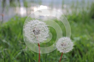 Closeup view of a white blowball dandelion against the sunset.