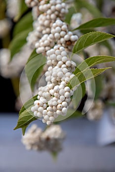 Closeup view of white Callicarpa japonica`s fruits.