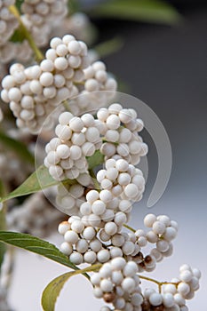 Closeup view of white Callicarpa japonica`s fruits.