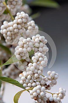 Closeup view of white Callicarpa japonica`s fruits. photo