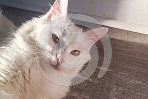 Closeup view of a white cat head with long whiskers and pointed ears