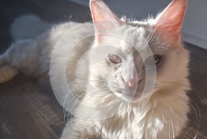 Closeup view of a white cat head with long whiskers and pointed ears is looking at the camera