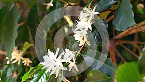 Closeup view of white coffee blossom flowers.