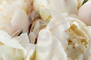 Closeup view of white peony flowers