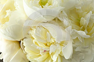 Closeup view of white peony flowers