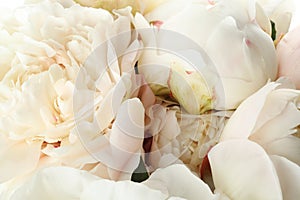 Closeup view of white peony flowers
