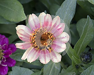 Closeup view white and pink Zinnia profusion bloom