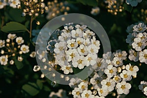 Closeup view of White spirea flowers in the rays of the setting sun