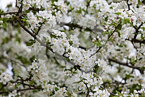 Closeup view of white spring cherry blossoms