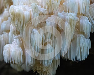 Closeup view of white tooth fungus mushroom hericium americanum