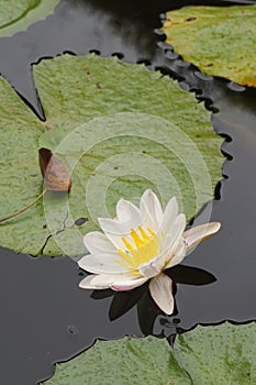 Closeup view of a white water lily flower.