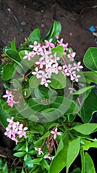 Closeup view of whitish pink Ixora flowers and plant